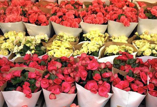 صادرات گلهای ایران سالانه ۳۵ میلیون دلار است.. دو درصد گلهای تولیدی صادر میشوند